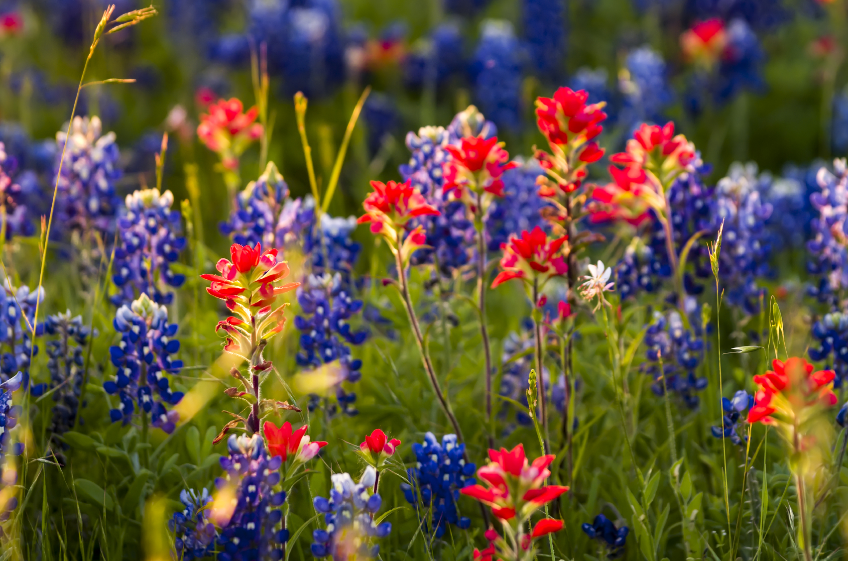 Fort Bend Kicks off Spring with Texas Style!